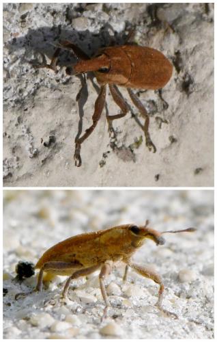 Réf. 246 354 : Lixus sp.